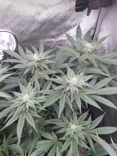 Hnnyhmp Testgrow TB + OM 💚🌱. Week 11