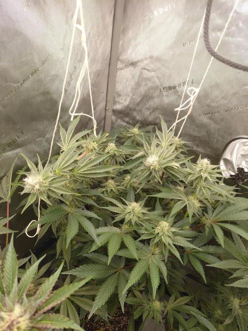 Hnnyhmp Testgrow TB + OM 💚🌱. Week 11