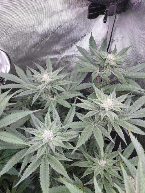 Hnnyhmp Testgrow TB + OM 💚🌱. Week 11