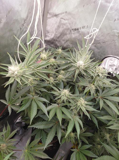 Hnnyhmp Testgrow TB + OM 💚🌱. Week 11