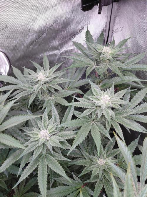 Hnnyhmp Testgrow TB + OM 💚🌱. Week 11