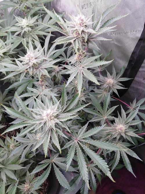 Hnnyhmp Testgrow 2x Nordic Hammer 💚. Week 12 - NH2