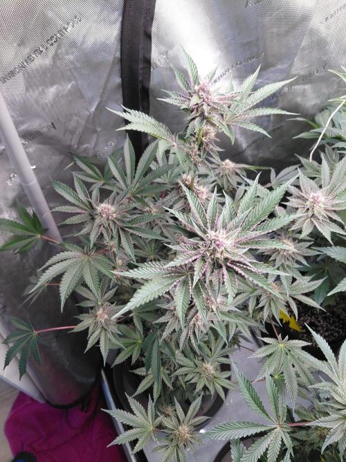 Hnnyhmp Testgrow 2x Nordic Hammer 💚. Week 12 - NH1
