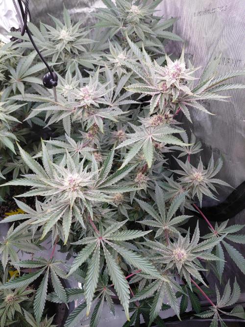 Hnnyhmp Testgrow 2x Nordic Hammer 💚. Week 12 - NH2