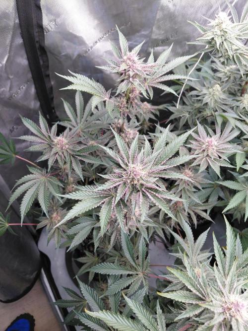 Hnnyhmp Testgrow 2x Nordic Hammer 💚. Week 12 - NH1
