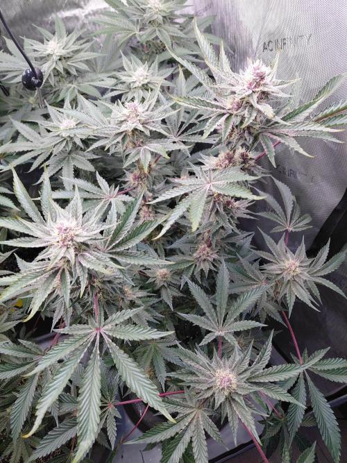 Hnnyhmp Testgrow 2x Nordic Hammer 💚. Week 12 - NH2