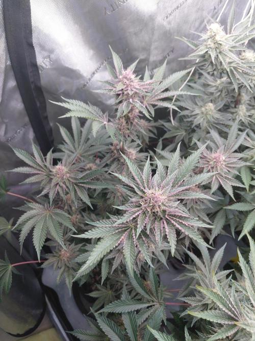 Hnnyhmp Testgrow 2x Nordic Hammer 💚. Week 12 - NH1