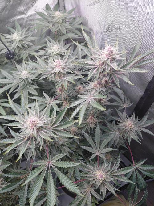 Hnnyhmp Testgrow 2x Nordic Hammer 💚. Week 12 - NH2