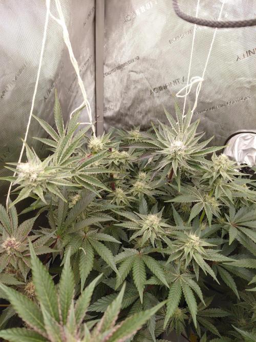 Hnnyhmp Testgrow TB + OM 💚🌱. Week 12 - OM