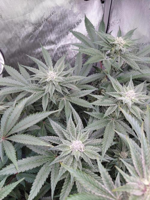 Hnnyhmp Testgrow TB + OM 💚🌱. Week 12 - TB