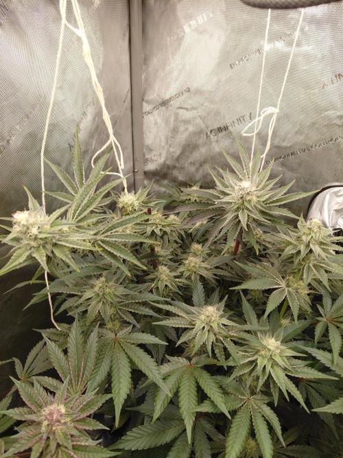 Hnnyhmp Testgrow TB + OM 💚🌱. Week 12 - OM