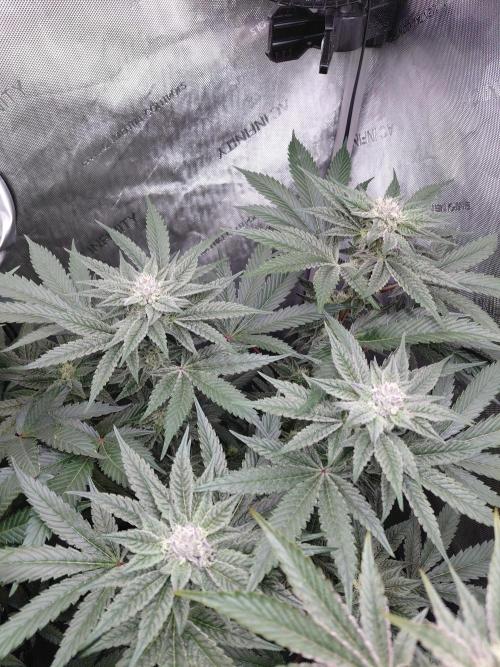 Hnnyhmp Testgrow TB + OM 💚🌱. Week 12 - TB