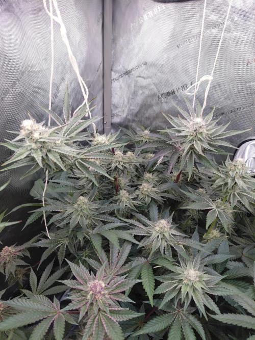 Hnnyhmp Testgrow TB + OM 💚🌱. Week 12 - OM