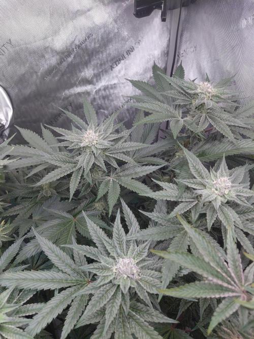 Hnnyhmp Testgrow TB + OM 💚🌱. Week 12 - TB