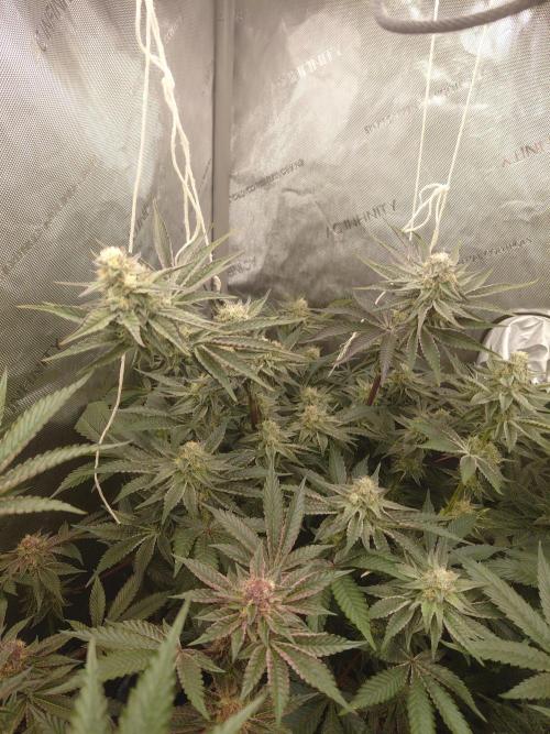 Hnnyhmp Testgrow TB + OM 💚🌱. Week 12 - OM