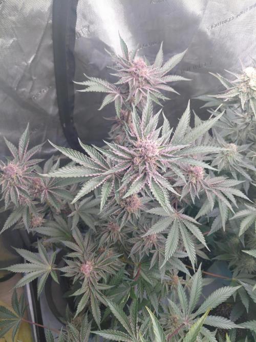 Hnnyhmp Testgrow 2x Nordic Hammer 💚. Week 13