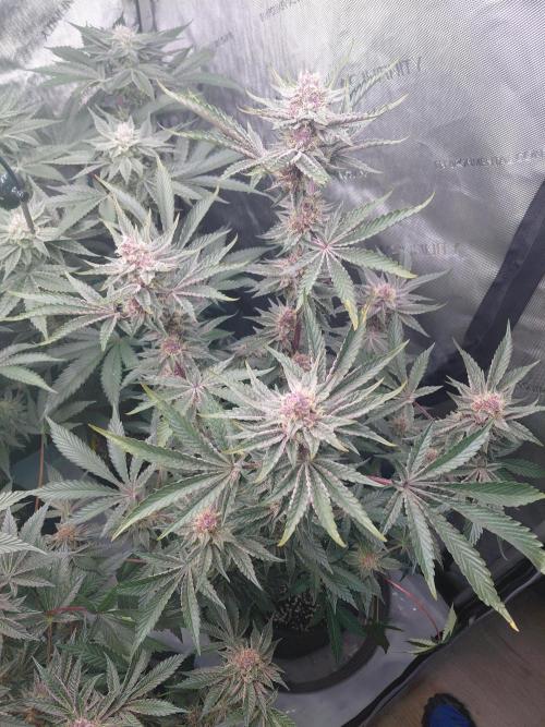 Hnnyhmp Testgrow 2x Nordic Hammer 💚. Week 13