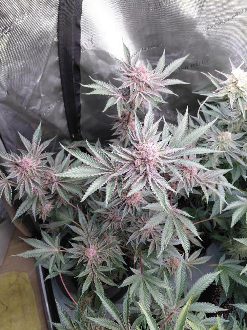 Hnnyhmp Testgrow 2x Nordic Hammer 💚. Week 13