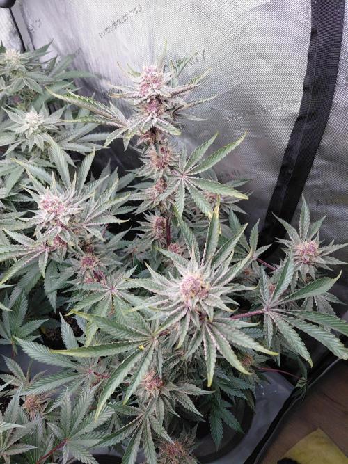 Hnnyhmp Testgrow 2x Nordic Hammer 💚. Week 13