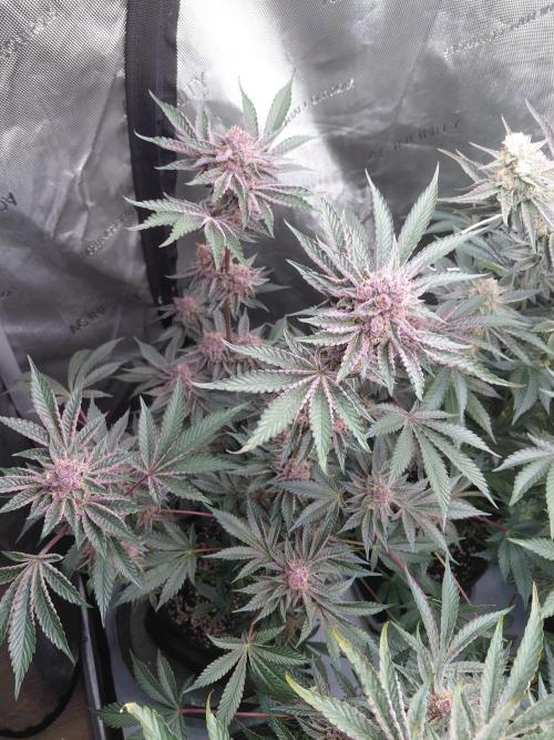 Hnnyhmp Testgrow 2x Nordic Hammer 💚. Week 13