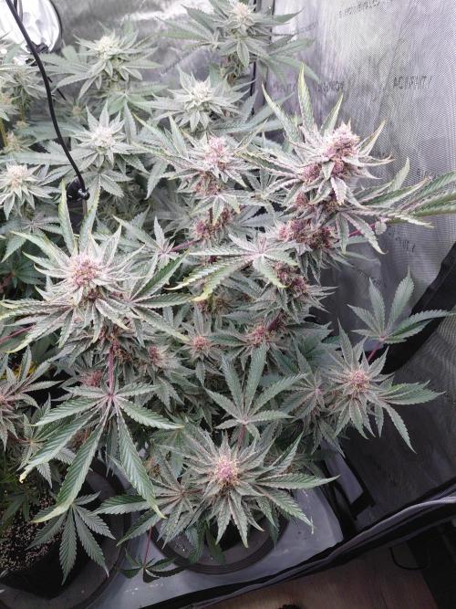 Hnnyhmp Testgrow 2x Nordic Hammer 💚. Week 13