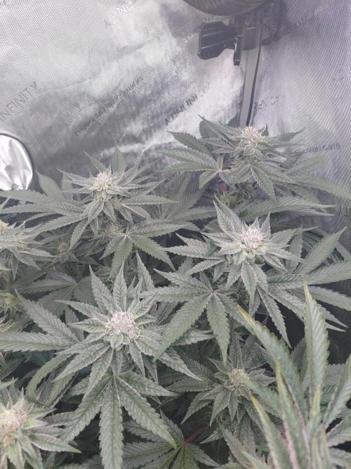 Hnnyhmp Testgrow TB + OM 💚🌱. Week 13
