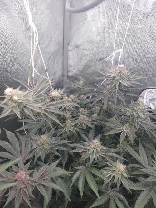 Hnnyhmp Testgrow TB + OM 💚🌱. Week 13