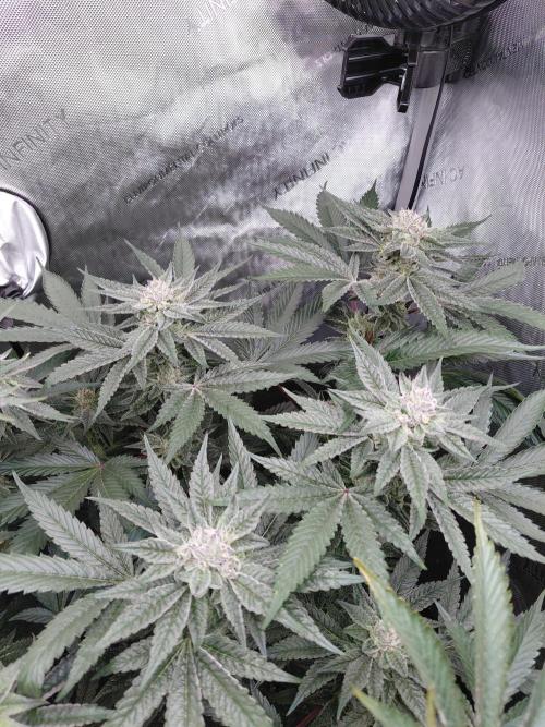 Hnnyhmp Testgrow TB + OM 💚🌱. Week 13