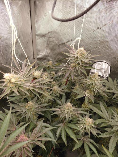 Hnnyhmp Testgrow TB + OM 💚🌱. Week 13