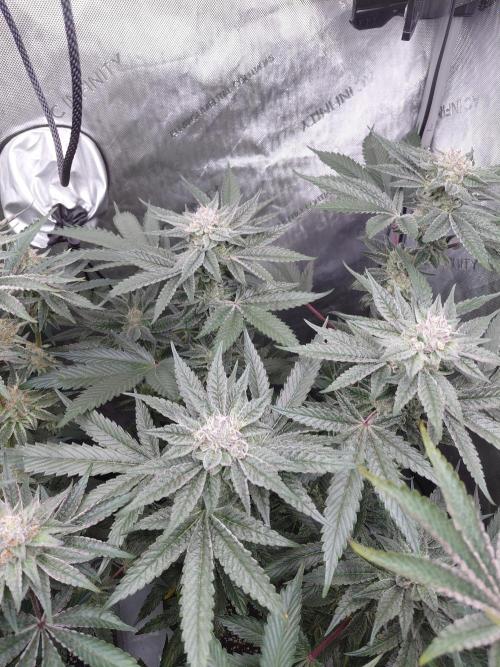 Hnnyhmp Testgrow TB + OM 💚🌱. Week 13