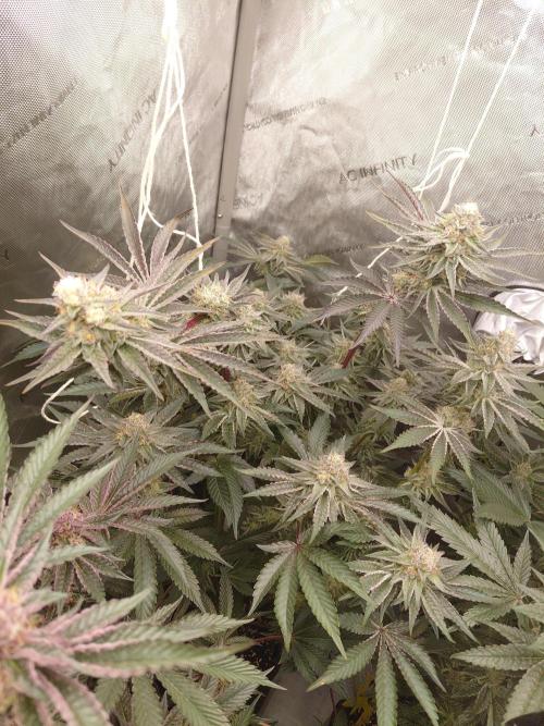 Hnnyhmp Testgrow TB + OM 💚🌱. Week 13