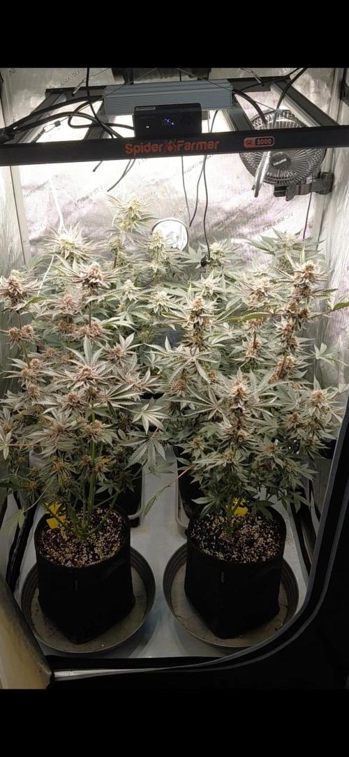 Hnnyhmp Testgrow TB + OM 💚🌱. Week 13