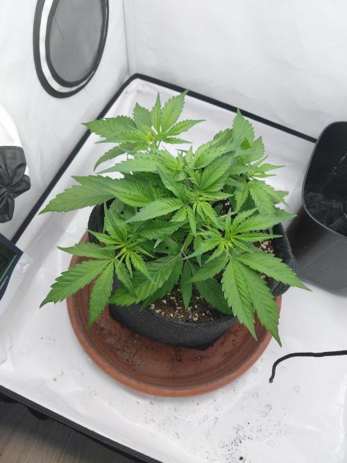 Gorilla Kush Fast Ganjafarmer. Week 7