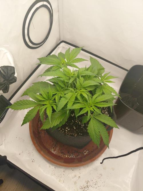 Gorilla Kush Fast Ganjafarmer. Week 7
