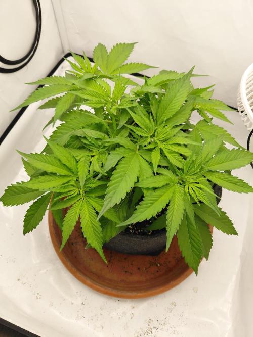 Gorilla Kush Fast Ganjafarmer. Week 7