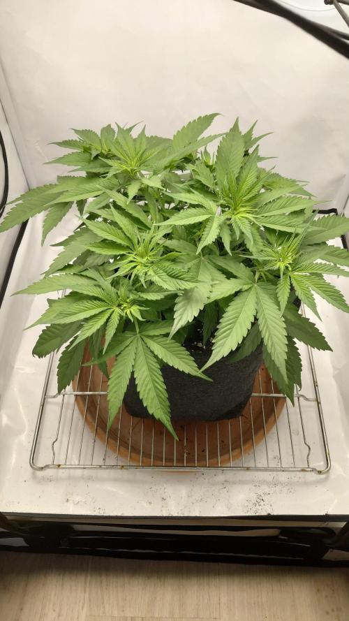 Gorilla Kush Fast Ganjafarmer. Week 7