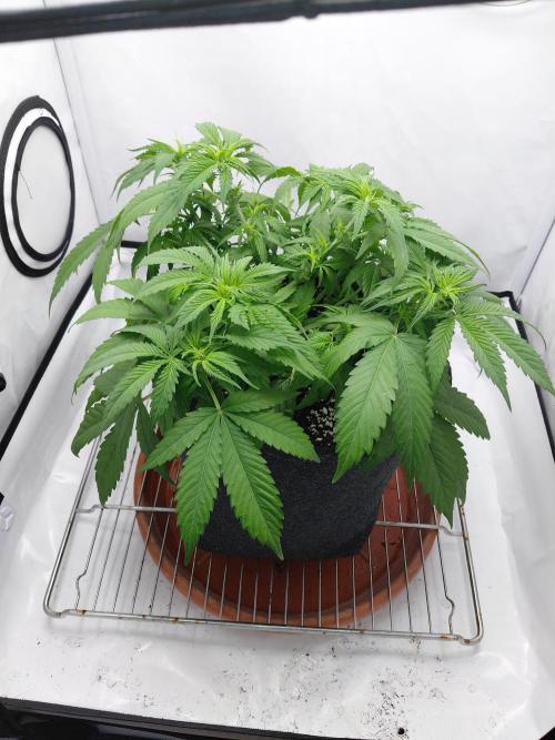 Gorilla Kush Fast Ganjafarmer. Week 7