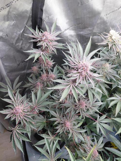 Hnnyhmp Testgrow 2x Nordic Hammer 💚. Week 14