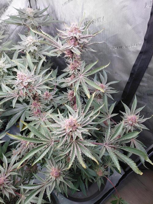 Hnnyhmp Testgrow 2x Nordic Hammer 💚. Week 14