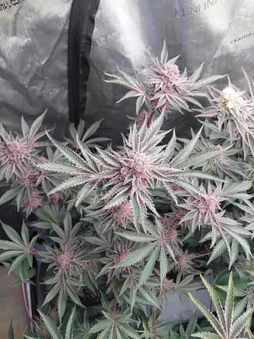 Hnnyhmp Testgrow 2x Nordic Hammer 💚. Week 14