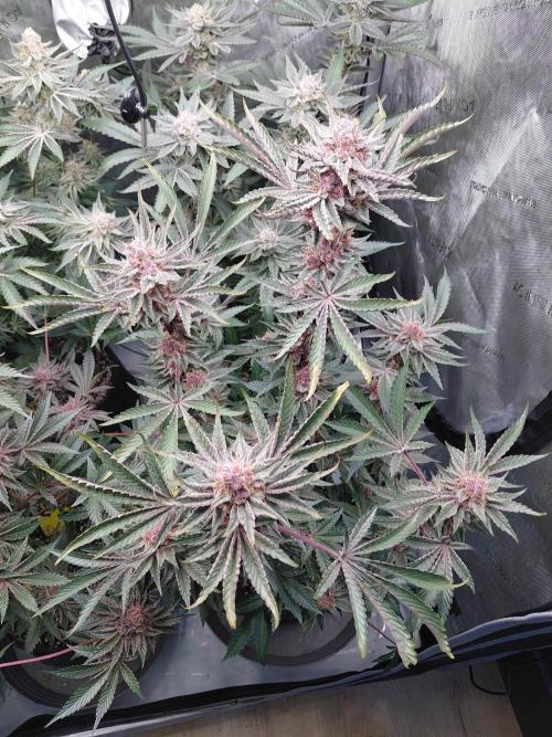 Hnnyhmp Testgrow 2x Nordic Hammer 💚. Week 14