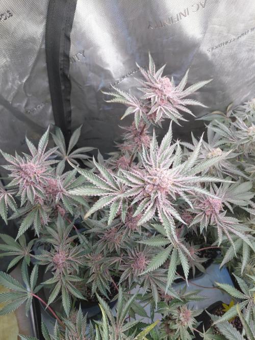 Hnnyhmp Testgrow 2x Nordic Hammer 💚. Week 14