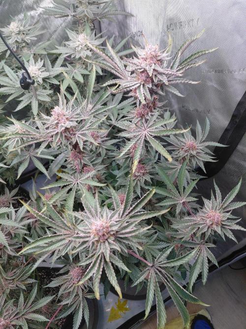 Hnnyhmp Testgrow 2x Nordic Hammer 💚. Week 14