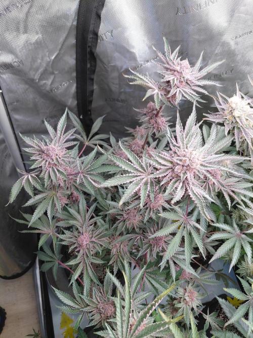 Hnnyhmp Testgrow 2x Nordic Hammer 💚. Week 14