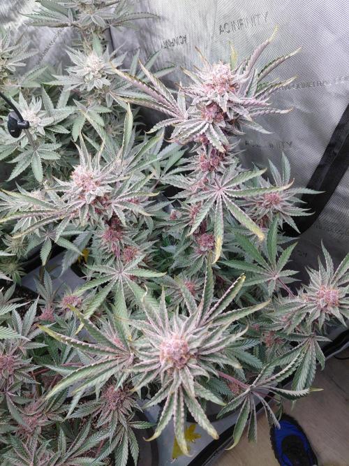 Hnnyhmp Testgrow 2x Nordic Hammer 💚. Week 14