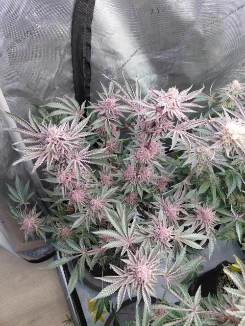 Hnnyhmp Testgrow 2x Nordic Hammer 💚. Week 14