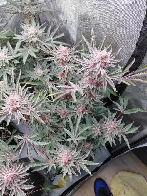Hnnyhmp Testgrow 2x Nordic Hammer 💚. Week 14