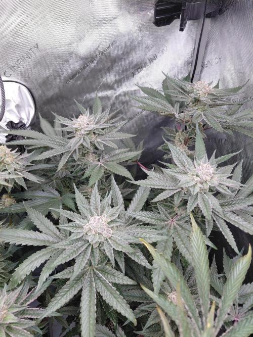 Hnnyhmp Testgrow TB + OM 💚🌱. Week 14