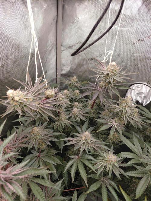 Hnnyhmp Testgrow TB + OM 💚🌱. Week 14
