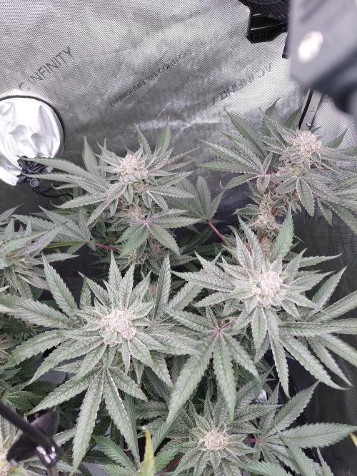 Hnnyhmp Testgrow TB + OM 💚🌱. Week 14